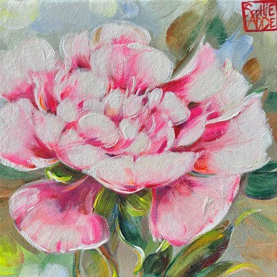 SA365 - Une pivoine