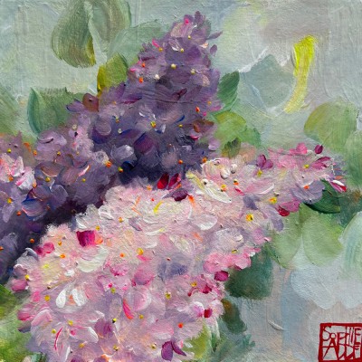 SA367 - Les lilas